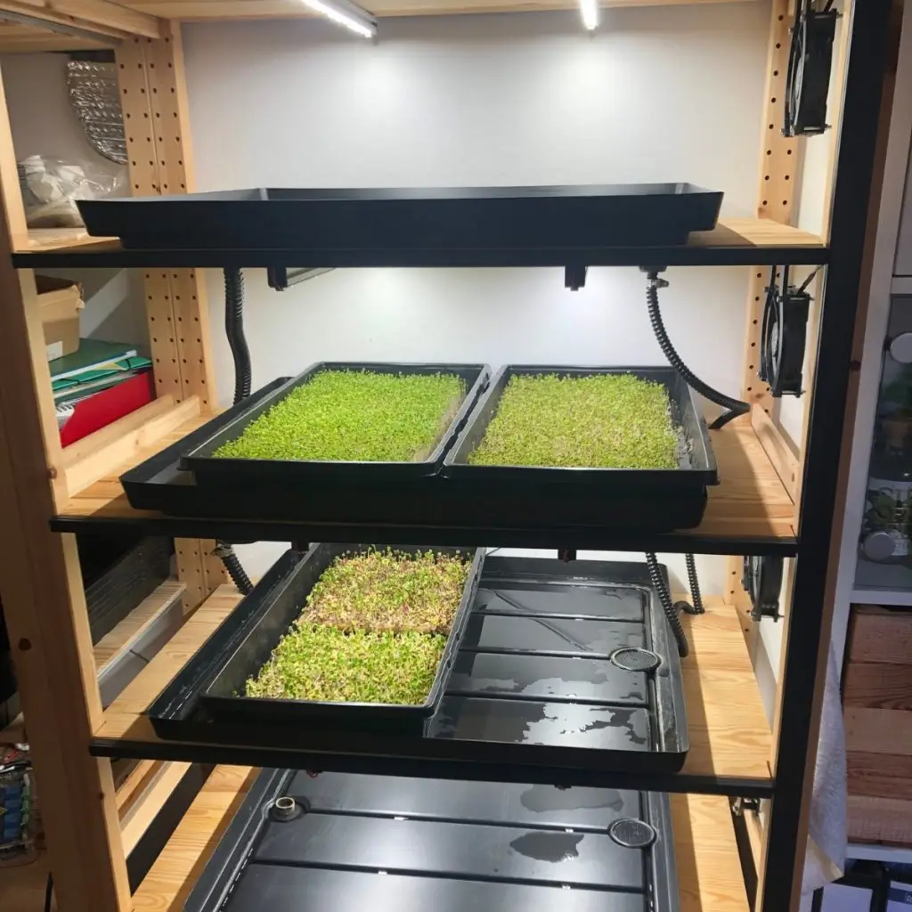Optimiertes Anbauregal mit LED-Leisten und Microgreens-Trays in der vertikalen Farmtechnik