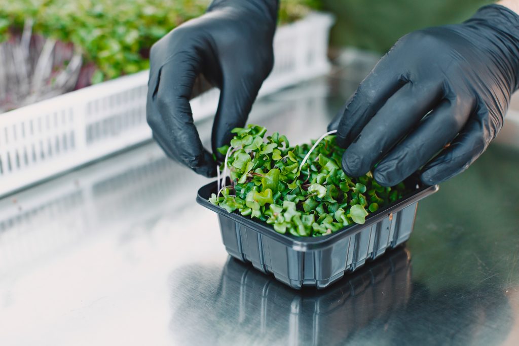 microgreens