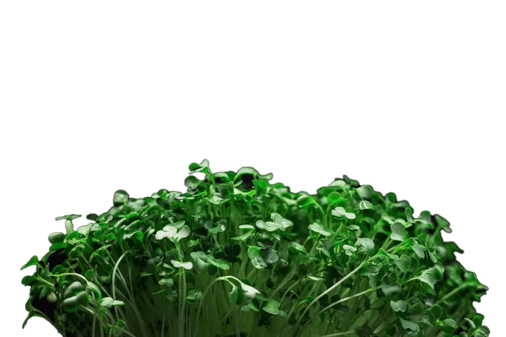Dicht gewachsene grüne Microgreens, freigestellt als Motiv des Startseiten-Headers