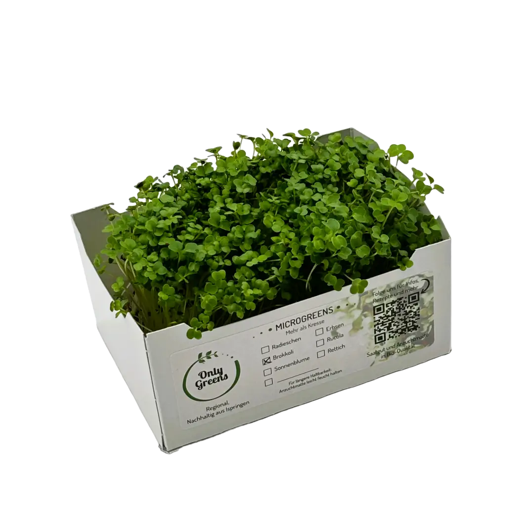 Feinblättrige Brokkoli-Microgreens in der Verkaufsschale
