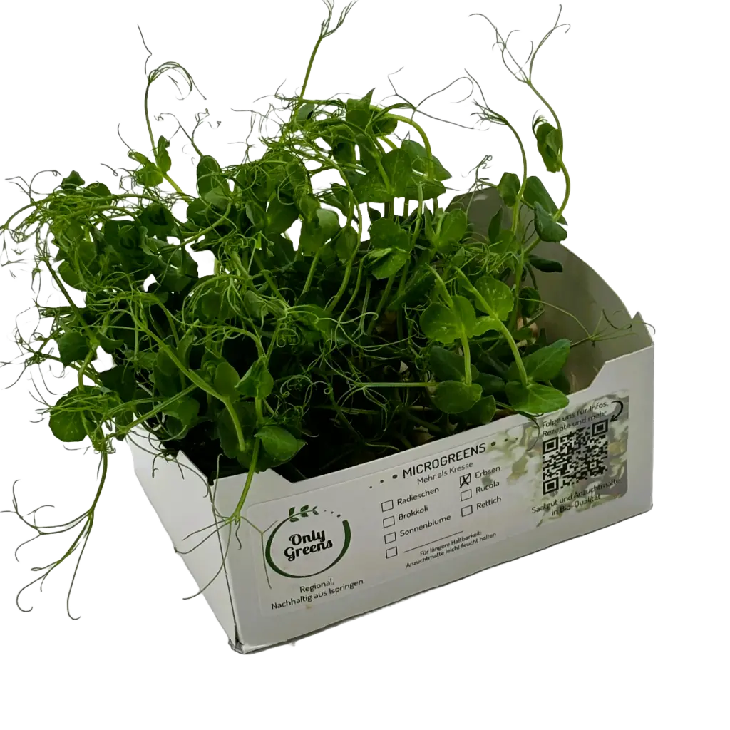 Erbsen-Microgreens mit Ranken in der Verkaufsschale aus dem vertikalen Anbau