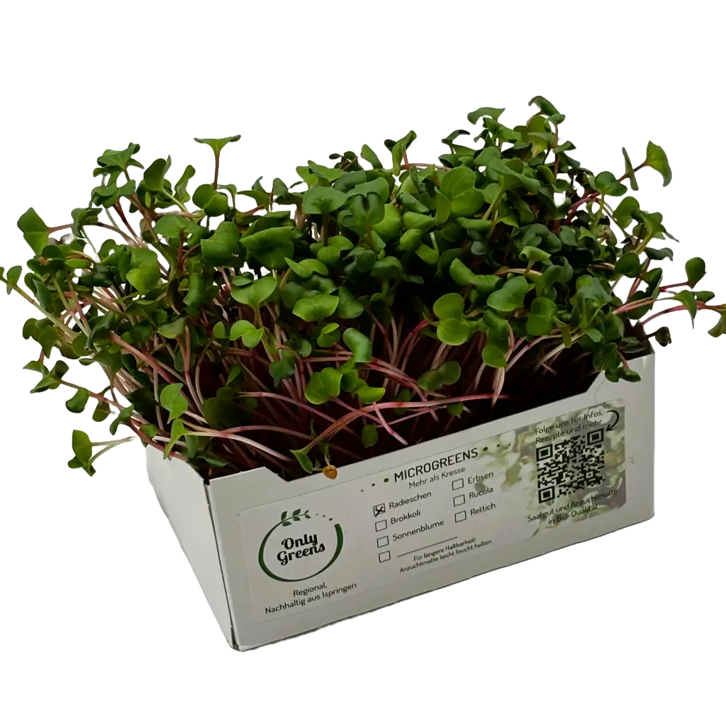 Radieschen-Microgreens mit roten Stielen in der Verkaufsschale