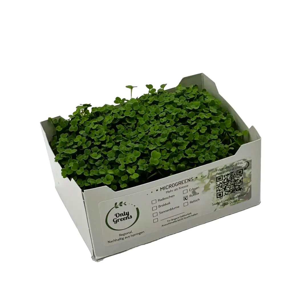 Verkaufsschale mit dicht gewachsenem Rucola aus der Microgreens-Anlage