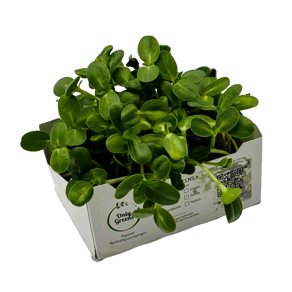 Verkaufsschale mit Sonnenblumen-Microgreens aus dem vertikalen Anbau