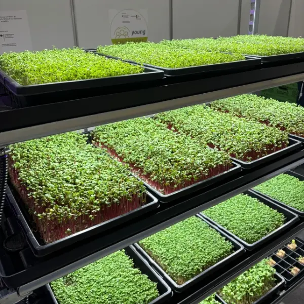 Mehrere volle Anbautrays mit Microgreens nebeneinander im vertikalen Regal