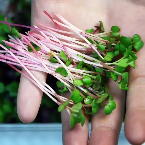 Hand mit frisch geschnittenen Microgreens mit rosafarbenen Stielen, Nahaufnahme