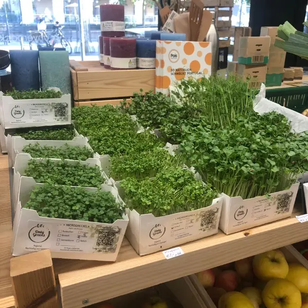 Verkaufsregal mit Schalen frischer Microgreens im Lebensmitteleinzelhandel