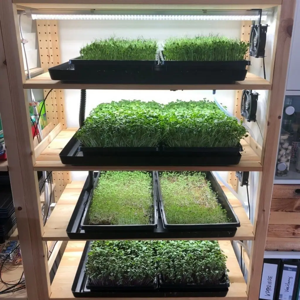 Volles Anbauregal mit Microgreens-Trays vor dem ersten Wochenmarkt