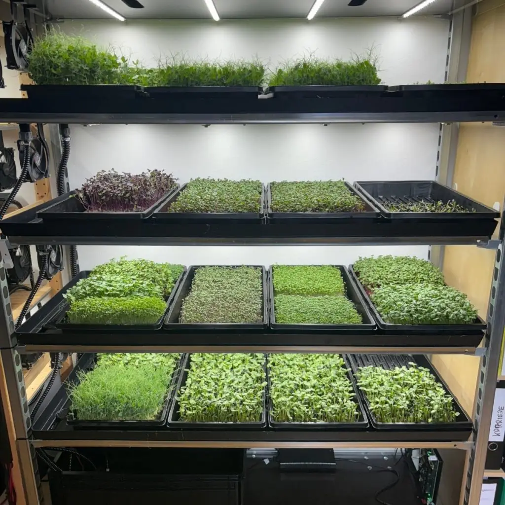 Vollgefülltes Regal mit Microgreens-Trays in der vertikalen Landwirtschaft