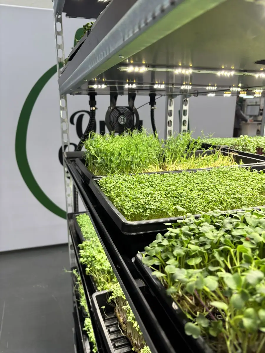 Microgreens im Tray unter der LED-Leiste, gezeigt auf der ExpoDirekt 2025