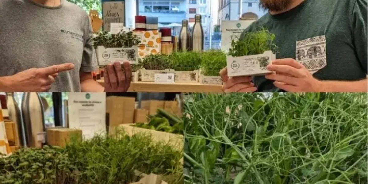Zwei Mitarbeiter präsentieren Microgreens im ersten Lebensmitteleinzelhandel in Pforzheim