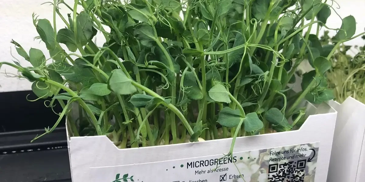Verkaufsfertige Schale mit Erbsen-Microgreens als erstes Produkt der vertikalen Farm