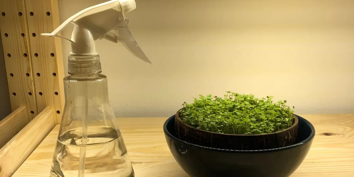 Sprühflasche neben einer runden Schale mit Microgreens am Anfang der vertikalen Landwirtschaft