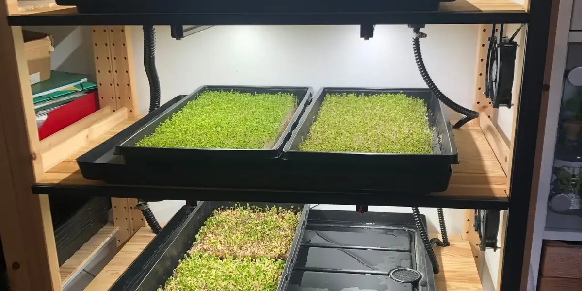 Optimiertes Anbauregal mit LED-Leisten und Microgreens-Trays in der vertikalen Farmtechnik
