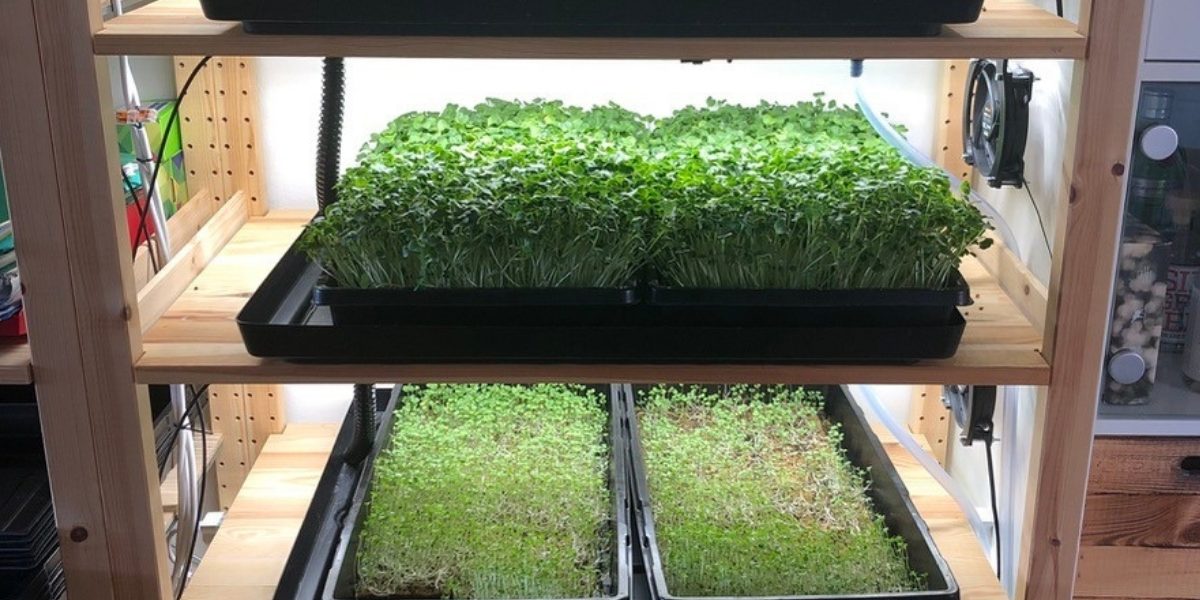 Volles Regal Microgreens