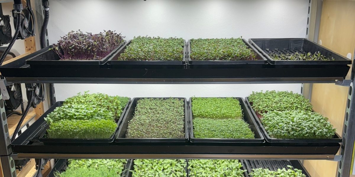 Volles_Regal_Vertikale_Landwirtschaft