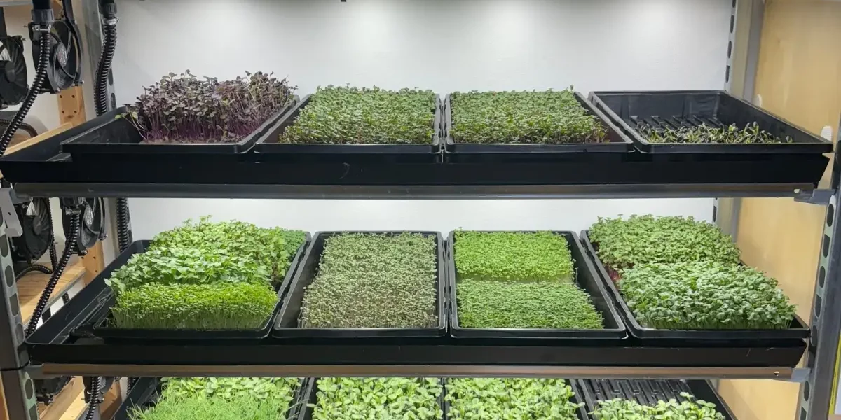 Vollgefülltes Regal mit Microgreens-Trays in der vertikalen Landwirtschaft