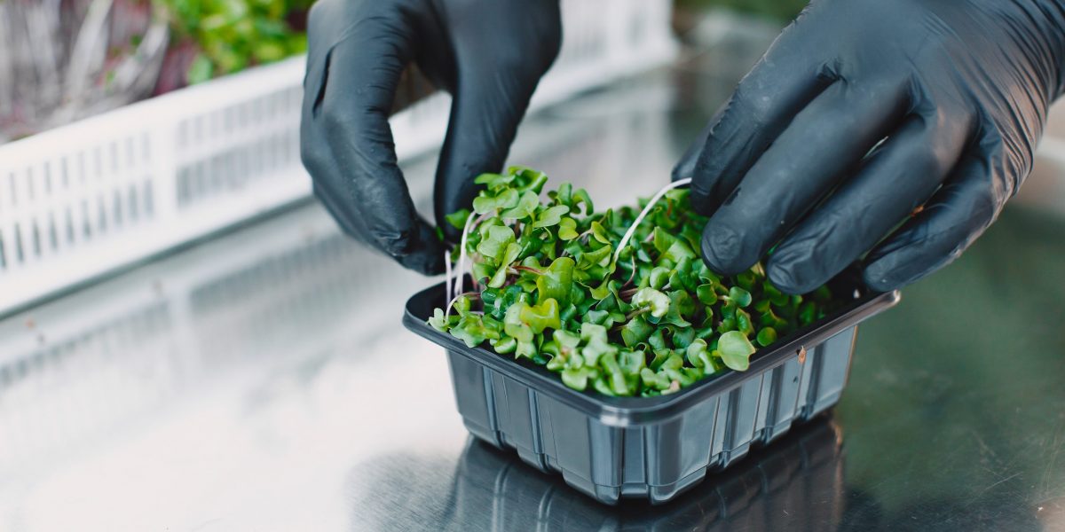 microgreens